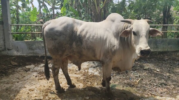 Bojonegoro Kukuhkan Posisi Sebagai Wilayah Sumber Bibit Sapi PO Andalan Jawa Timur