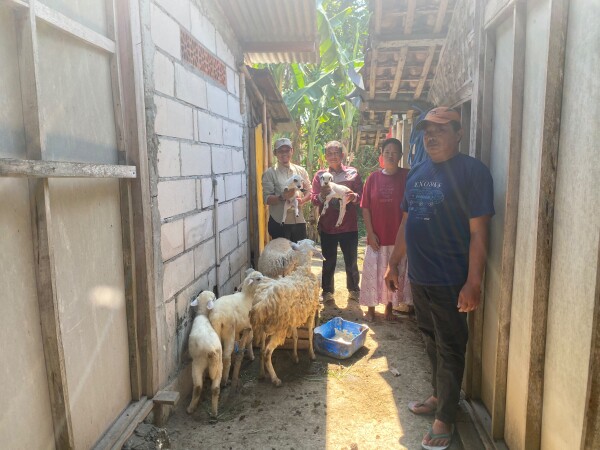 Program Domba Kesejahteraan Berhasil Tingkatkan Produktivitas Ternak dan Kesejahteraan Masyarakat