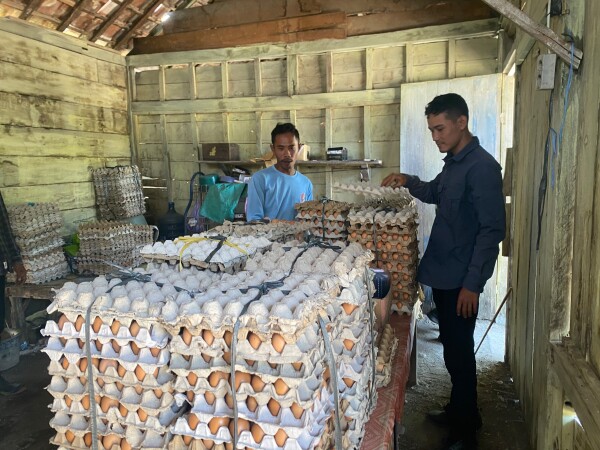 Kelompok Ternak GAYATRI Kembangkan Sistem Barter Telur dan Pakan untuk Perkuat Kemandirian Peternak