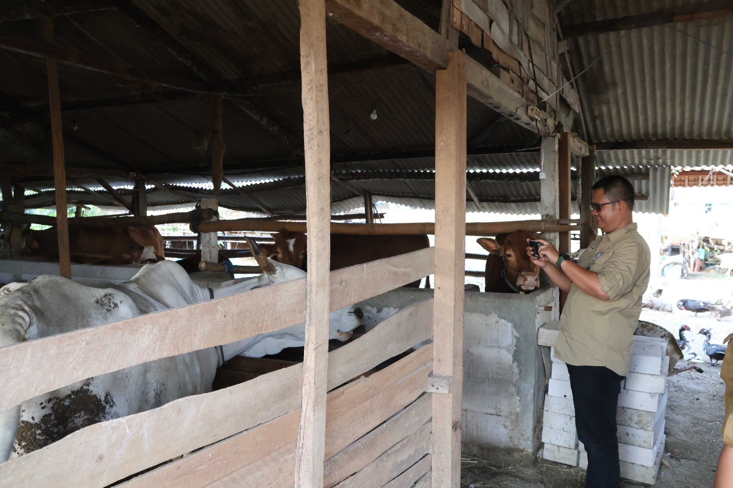 Lembu Suro Jadi Wakil Bojonegoro dalam Penilaian Kelompok Agribisnis Peternakan Tingkat Jawa Timur